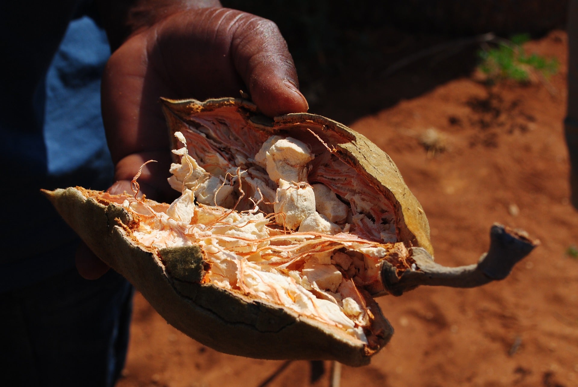 La poudre de baobab : d'innombrables bienfaits - Umano